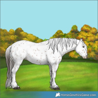 Horse Color:Bay Sabino 