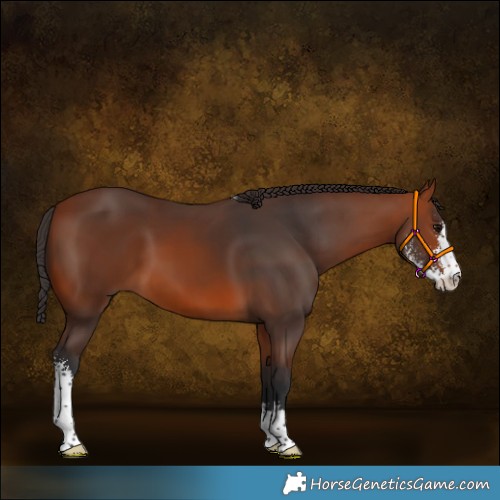 Horse Color:Bay Sabino 