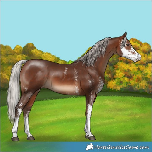 Horse Color:Silver Brown Sabino 