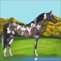 Horse Color:Platinum White Spotted Brown 