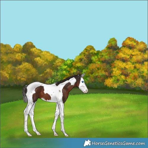 Horse Color:Liver Chestnut Splash Tobiano 