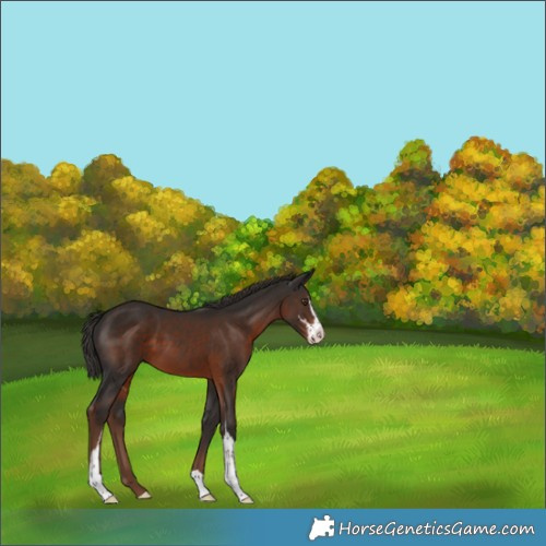 Horse Color:Liver Chestnut Sabino 