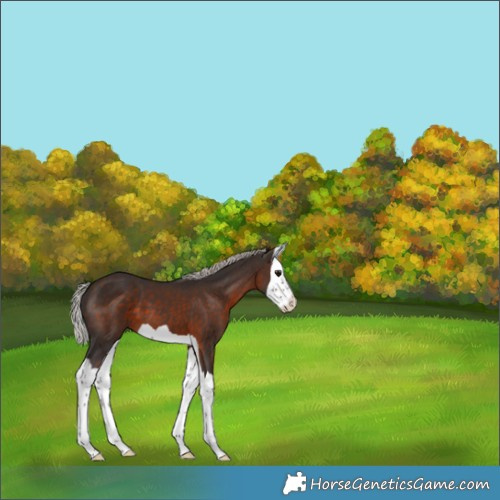 Horse Color:Silver Brown Splash 