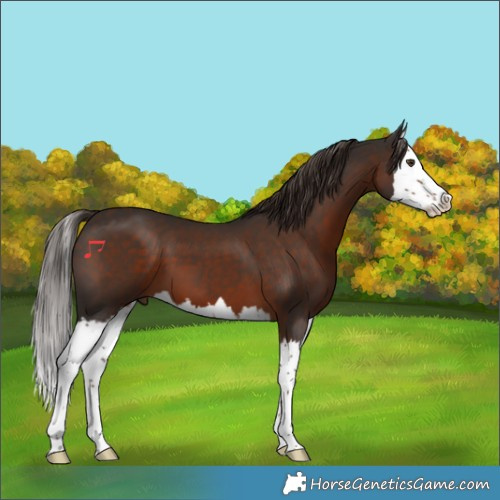 Horse Color:Liver Chestnut Sabino Splash 