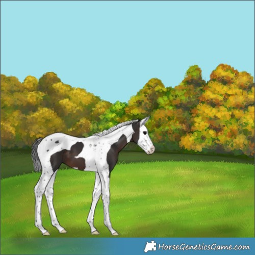 Horse Color:Brown Splash Tobiano 