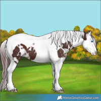 Horse Color:White Spotted Chocolate Brown Splash Tobiano Appaloosa 