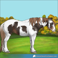 Horse Color:Liver Chestnut Sabino Tobiano 