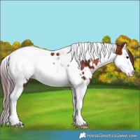 Horse Color:White Spotted Chocolate Bay Splash Tobiano 