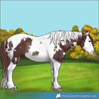Horse Color:White Spotted Chocolate Brown Splash Tobiano Rabicano 