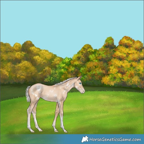 Horse Color:White Spotted Silver Buckskin Pearl Tobiano Rabicano 