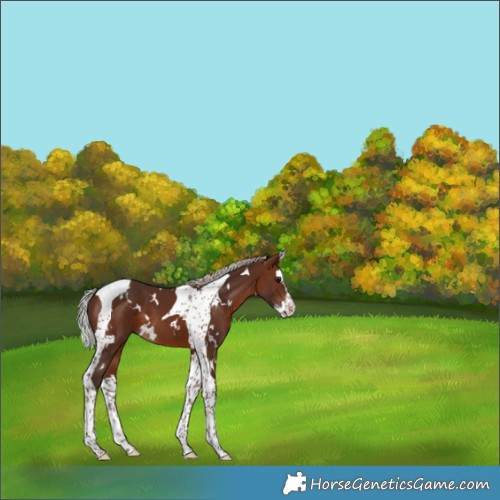 Horse Color:White Spotted Silver Brown Splash Tobiano 