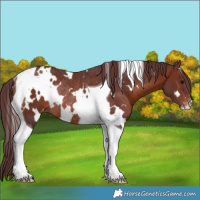 Horse Color:White Spotted Chocolate Brown Tobiano Varnish Rabicano 