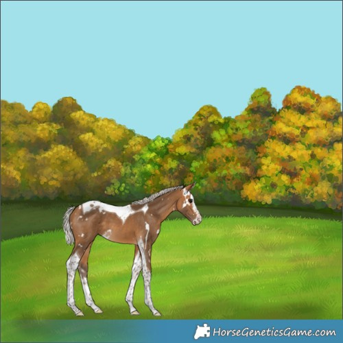 Horse Color:White Spotted Silver Buckskin Splash Tobiano 