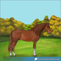 Horse Color:Chestnut Tobiano Rabicano