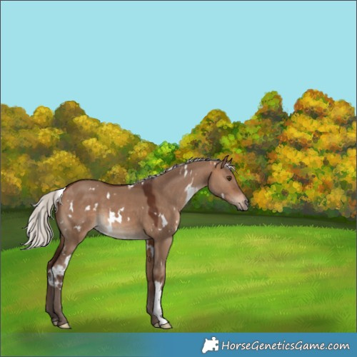 Horse Color:White Spotted Silver Brown Dun 