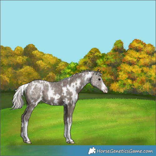 Horse Color:White Spotted Silver Grullo 