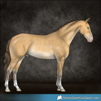 Horse Color:Sable Cream Champagne Rabicano 