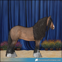 Horse Color:Brown Dun 