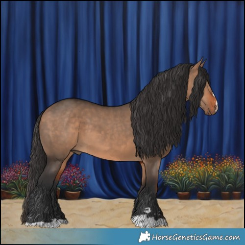 Horse Color:Brown Dun 