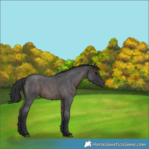 Horse Color:Brown Roan 