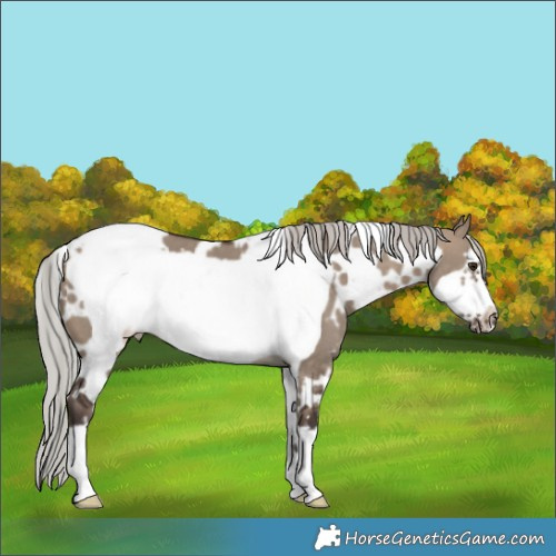 Horse Color:White Spotted Silver Brown Dun Frame 
