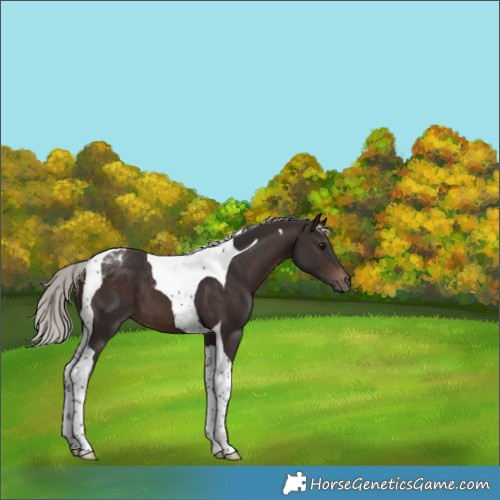 Horse Color:Silver Brown Tobiano 