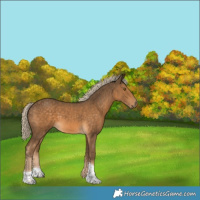 Horse Color:Chocolate Palomino Tobiano 