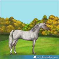Horse Color:Silver Smoky Blue Roan Sabino Rabicano 