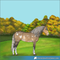 Horse Color:White Spotted Silver Buckskin Dun Sabino Rabicano 