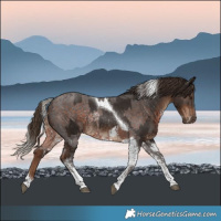 Horse Color:Silver Brown Sabino Rabicano  and Liver Chestnut Tobiano Rabicano 