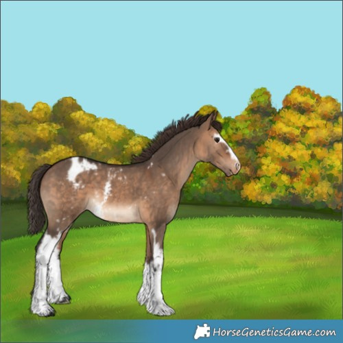 Horse Color:White Spotted Brown Dun Appaloosa 