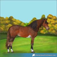Horse Color:Chestnut Tobiano  and Bay Tobiano 