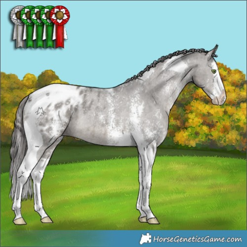 Horse Color:Grullo Sabino Splash Tobiano Appaloosa Rabicano 