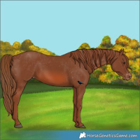 Horse Color:Chestnut Appaloosa 