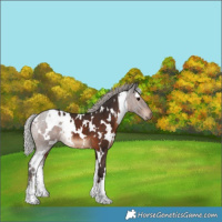 Horse Color:White Spotted Silver Brown