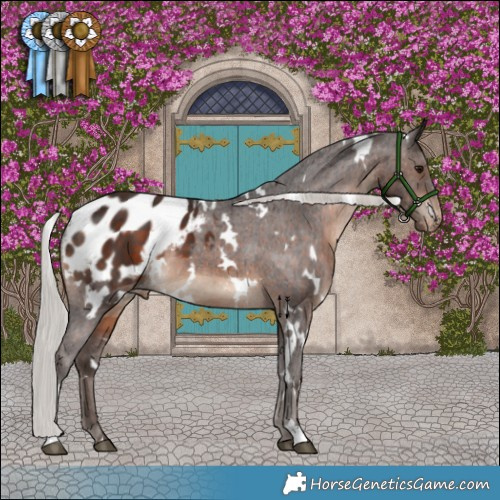 Horse Color:White Spotted Silver Brown Appaloosa 