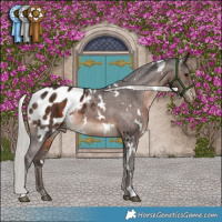 Horse Color:White Spotted Silver Brown Appaloosa 