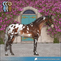 Horse Color:White Spotted Silver Brown Appaloosa