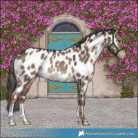 Horse Color:Liver Red Dun Appaloosa Rabicano 