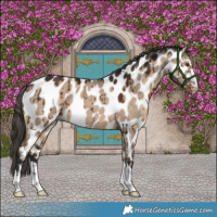 Horse Color:Liver Red Dun Appaloosa Brindle 