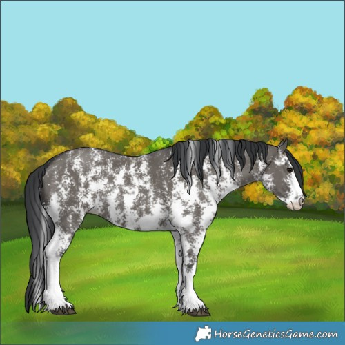 Horse Color:Grullo Sabino Rabicano 