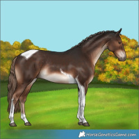 Horse Color:Liver Chestnut Tobiano Rabicano