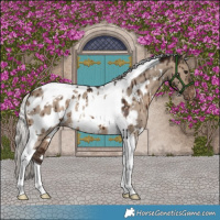 Horse Color:White Spotted Silver Brown Dun Tobiano Near Leopard Brindle