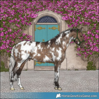 Horse Color:White Spotted Silver Brown Dun Blanket
