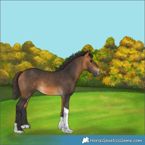 Horse Color:Buckskin Tobiano 