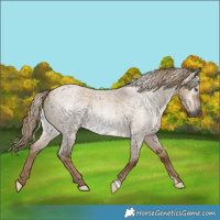 Horse Color:Gray Liver Red Dun Roan 