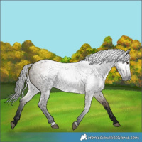 Horse Color:Gray Brown Roan Dun