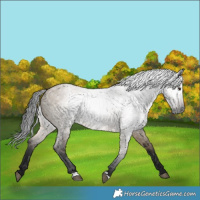 Horse Color:Gray Brown Roan Dun 