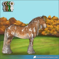 Horse Color:White Spotted Chocolate Palomino  and White Spotted Chocolate Palomino 