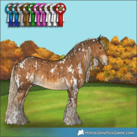 Horse Color:White Spotted Chocolate Palomino  and White Spotted Chocolate Palomino 